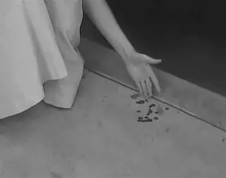 shot 255